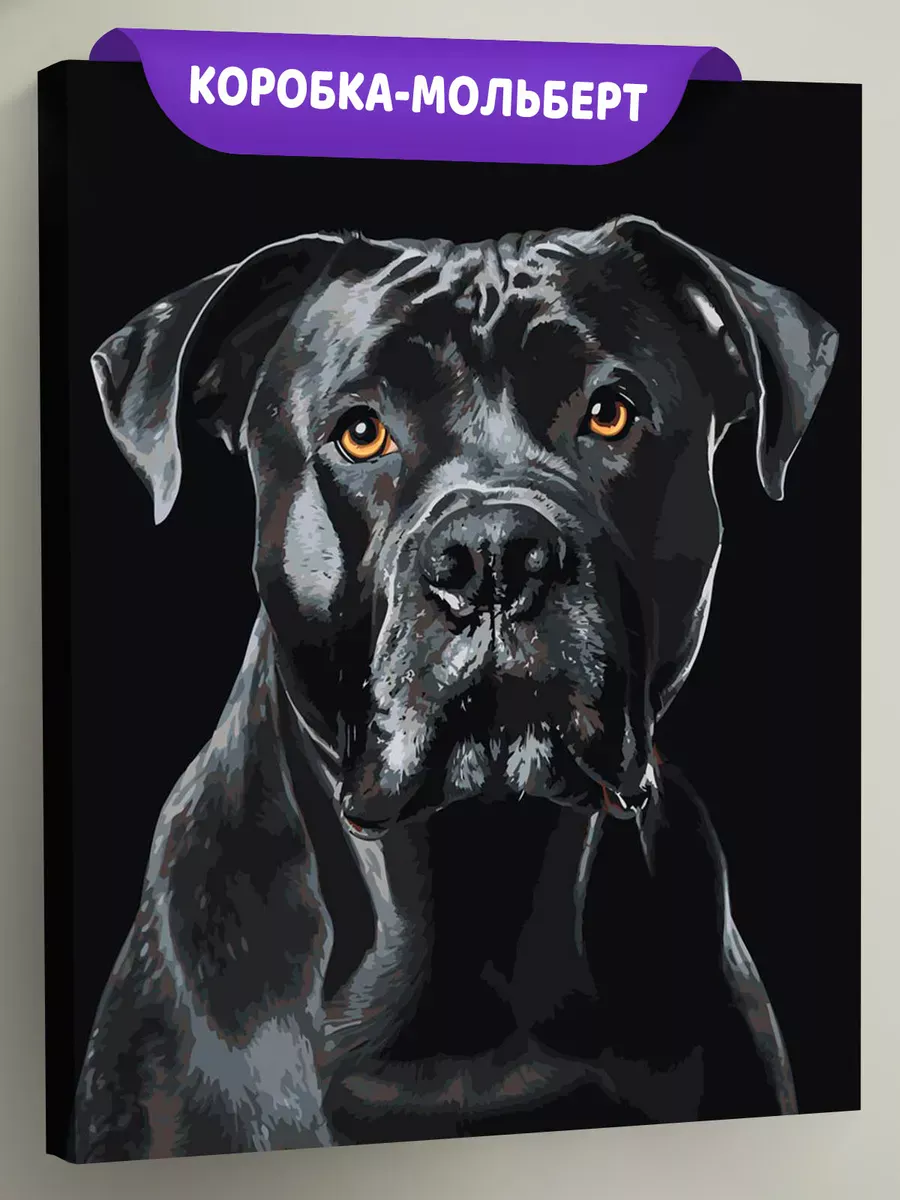 Картина по номерам «Собака Кане корсо на черном фоне»