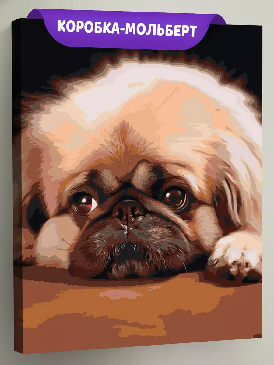 Картина по номерам «Грустная собака Пекинес»