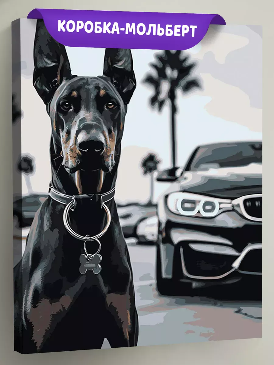 Картина по номерам «Машина BMW и собака доберман монохром»