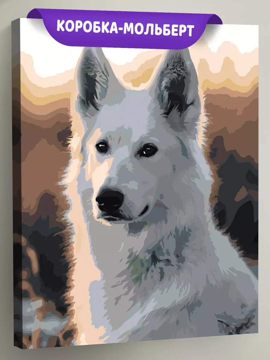 Картина по номерам «Собаки: белая швейцарская овчарка»