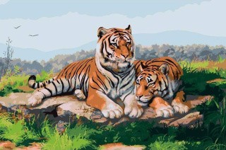 Картина по номерам «Пара тигров»