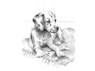 Набор для скетчинга «Щенок далматина»