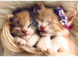 Пазлы «Спящие котята»