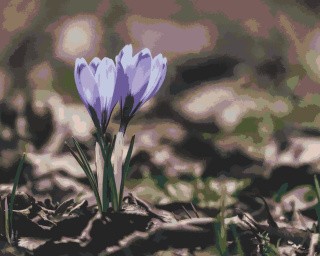 Картина по номерам «Крокусы» Картина по номерам «Крокусы»