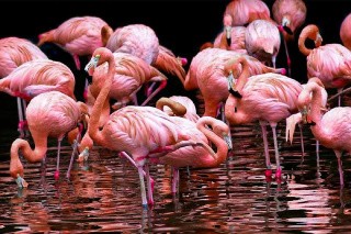 Алмазная вышивка «Фламинго в воде»