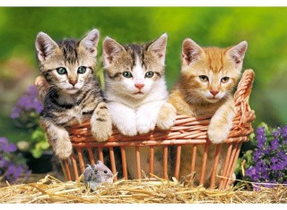 Пазлы «Три котёнка»