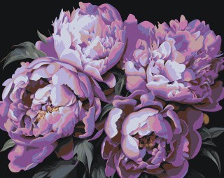 Картина по номерам «Цветы: Грациозные фиолетовые пионы»