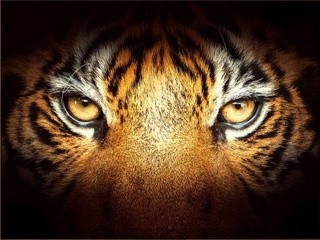 Алмазная вышивка «Тигриный взгляд»
