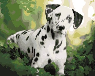 Картина по номерам «Далматин» Картина по номерам «Далматин»