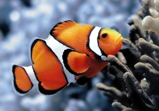 Алмазная вышивка «Рыбка-клоун» Алмазная вышивка «Рыбка-клоун»