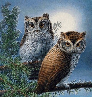 Алмазная вышивка «Семейство сов» Алмазная вышивка «Семейство сов»