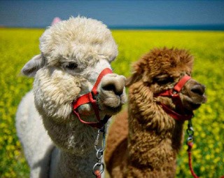 Алмазная вышивка «Две ламы в поле» Алмазная вышивка «Две ламы в поле»