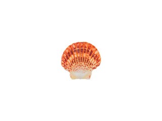 Ракушки декор Pecten Lentigious (Untrimmed), DRF-013, 1.5-2.25 дюйма, 5 шт., Zlatka/Blumentag