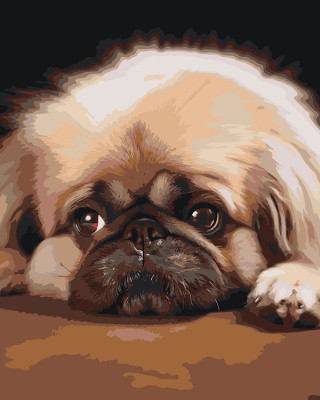 Картина по номерам «Грустная собака Пекинес»