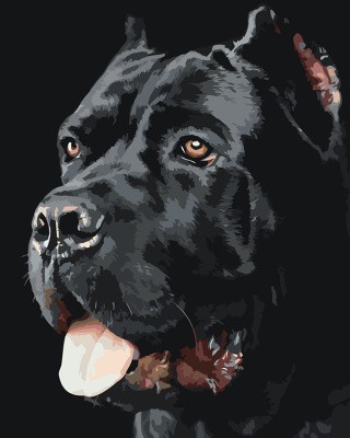 Картина по номерам «Собака Кане корсо черная портрет 40x50»