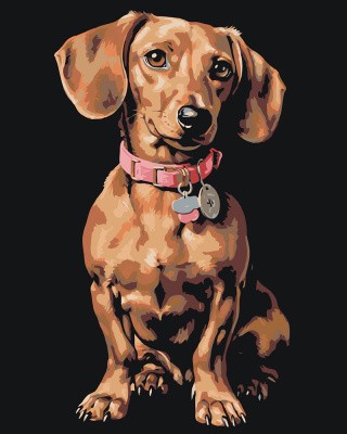 Картина по номерам Собака Такса в ошейнике