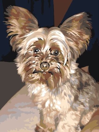 Картина по номерам «Йорк»