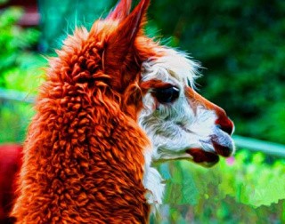 Алмазная вышивка «Милая лама» Алмазная вышивка «Милая лама»