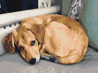 Картина по номерам «Грустный пес» Картина по номерам «Грустный пес»