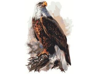 Картина по номерам «Гордый орёл»