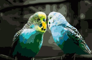 Картина по номерам «Пара волнистых попугайчиков»