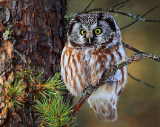 Алмазная вышивка «Милая сова на ветке» Алмазная вышивка «Милая сова на ветке»