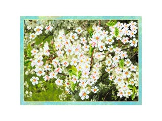 Рисунок на шелке «Цветущая вишня»