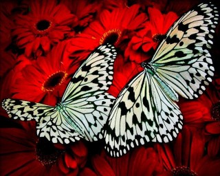 Картина по номерам «Белые бабочки»