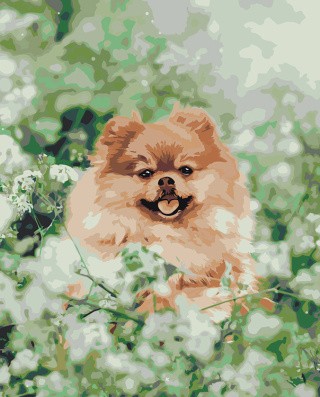 Картина по номерам «Собаки: Шпиц в зелени и цветах 40х50»