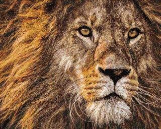 Картина по номерам «Царь зверей» Картина по номерам «Царь зверей»