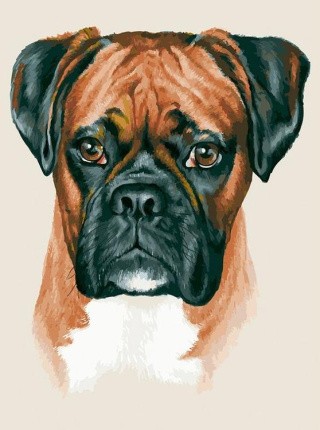 Картина по номерам «Боксер» Картина по номерам «Боксер»