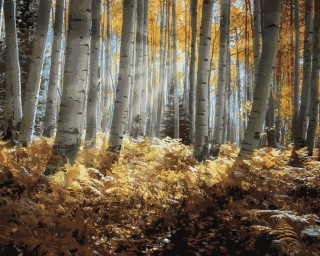 Картина по номерам «Лес в лучах» Картина по номерам «Лес в лучах»