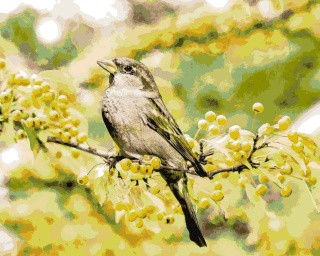 Картина по номерам «Воробей» Картина по номерам «Воробей»