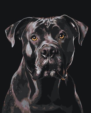 Картина по номерам «Собака Кане корсо на черном фоне»