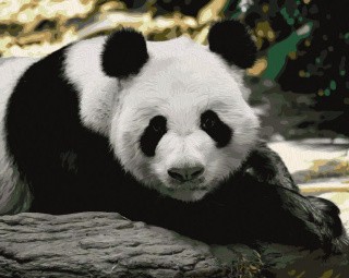 Картина по номерам «Пандочка» Картина по номерам «Пандочка»