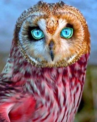 Картина по номерам «Красавица-сова» Картина по номерам «Красавица-сова»