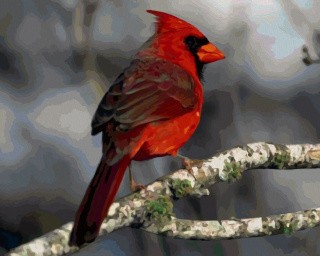 Картина по номерам «Красный кардинал»