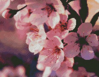 Алмазная вышивка «Яблочный цвет» Алмазная вышивка «Яблочный цвет»