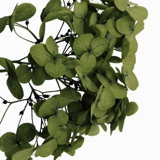 Стабилизированные цветы Гортензии (зеленые)