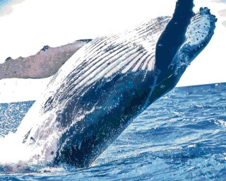 Картина по номерам «Невероятный прыжок» Картина по номерам «Невероятный прыжок»