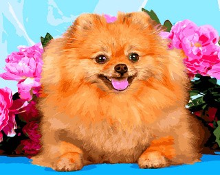 Картина по номерам «Шпиц в розах» Картина по номерам «Шпиц в розах»