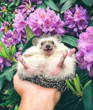 Алмазная вышивка «Милый ежик» Алмазная вышивка «Милый ежик»