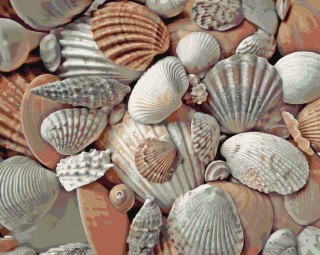 Картина по номерам «Разнообразие ракушек» Картина по номерам «Разнообразие ракушек»