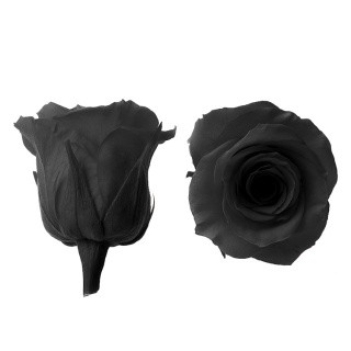 Стабилизированный цветок Роза (черная), 1 бутон