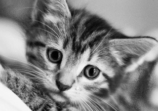 Алмазная вышивка «Черно-белый кот» Алмазная вышивка «Черно-белый кот»