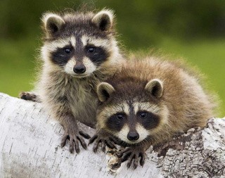 Алмазная вышивка «Маленькие еноты»