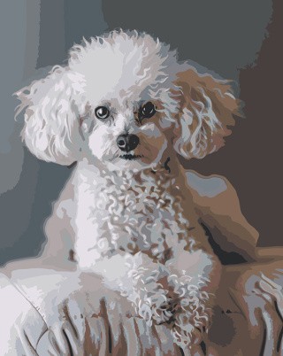 Картина по номерам «Собака пудель белая 40х50»