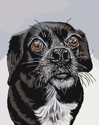 Картина по номерам «Белла» Картина по номерам «Белла»