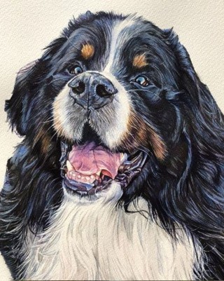 Картина по номерам «Бернский зенненхунд» Картина по номерам «Бернский зенненхунд»