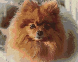 Картина по номерам «Пушистый шпиц» Картина по номерам «Пушистый шпиц»